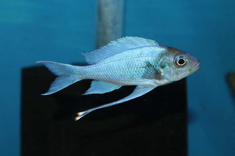 Ophthalmotilapia ventralis 'Kasanga'
